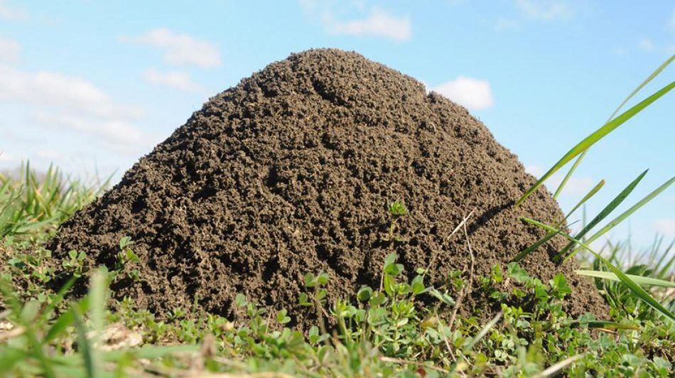 Fire ant mound
