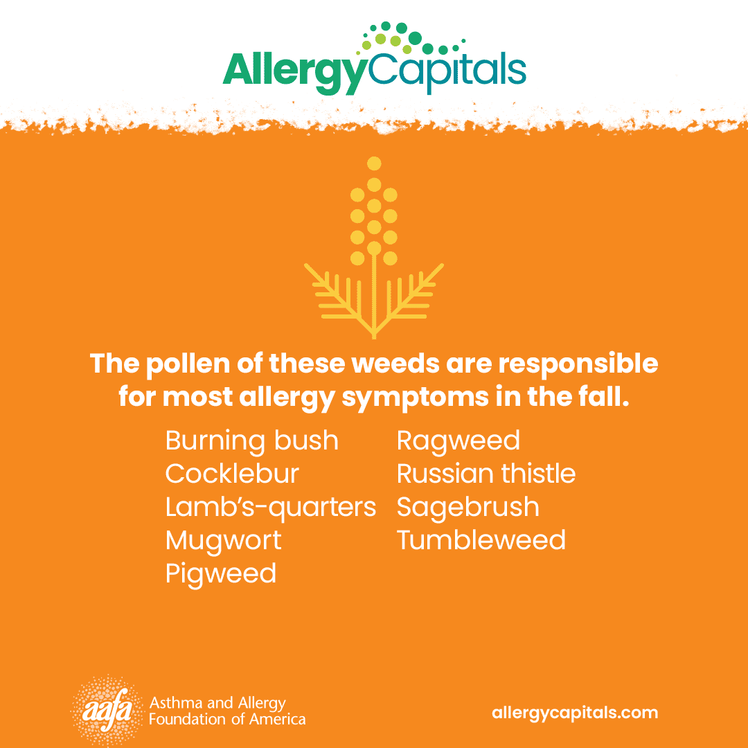 A list of weed pollen responsible for fall allergy season