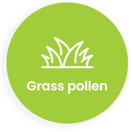 grass pollen<br />